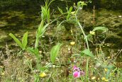 Broad-leaved Pea