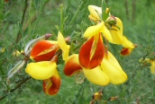 Broom