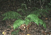 Buckler Fern