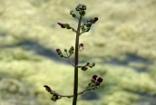 Common Figwort