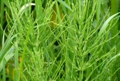 Common Horsetail