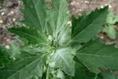 Common Orache