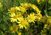 Common Ragwort