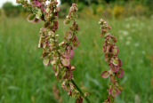 Common Sorrel