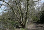 Crack Willow