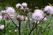Creeping Thistle
