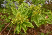 Field Maple