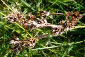 Field Wood-rush