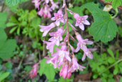 Flowering Current