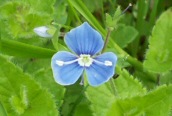 Germander Speedwell