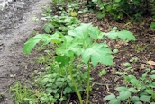 Giant Hogweed