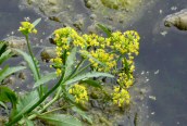 Great Yellow-cress