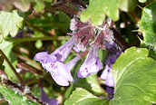 Ground Ivy