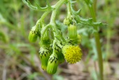 Groundsel