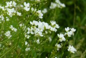Horse Radish