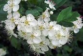 Hybrid Hawthorn