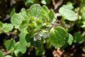 Ivy Speedwell