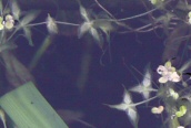 Ivy-leaved Duckweed