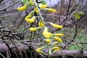 Laburnum