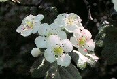 Midland Hawthorn