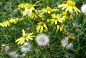 Narrow-leaved Ragwort