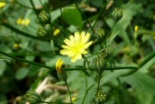 Nipplewort