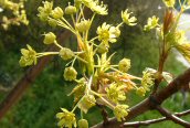Norway Maple
