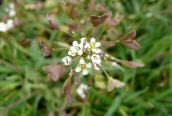 Shepherd's Purse
