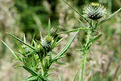 Spear Thistle