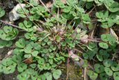 Spotted Medick