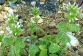 Sticky Mouse-ear