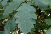 Swedish Whitebeam