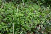 Sweet Violet