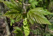 Sycamore