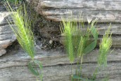 Wall Barley