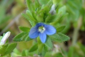 Wall Speedwell 