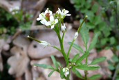 Wavy Bittercress