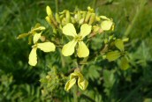 Wild Radish