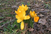 Yellow Garden Crocus