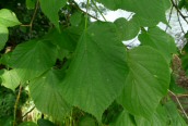 Common Lime