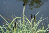 Common Sedge
