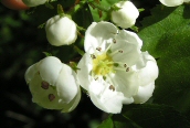 American Hawthorn