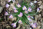 Early Crocus