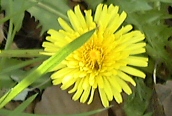 Dandelion