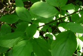 Dogwood