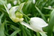 Few-flowered Garlic