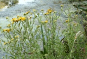 Fleabane