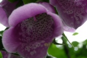 Foxglove
