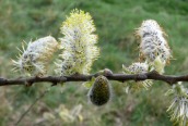 Great Sallow