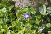 Greater Periwinkle
